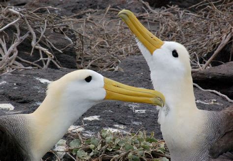 Galapagos Ecotourism and Responsible Travel: The Blog: It's May ...