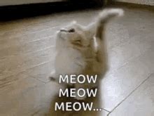 Meow GIFs | Tenor