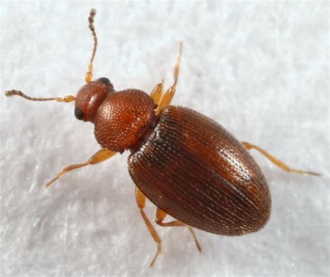 tiny brown beetle - Corticarina - BugGuide.Net