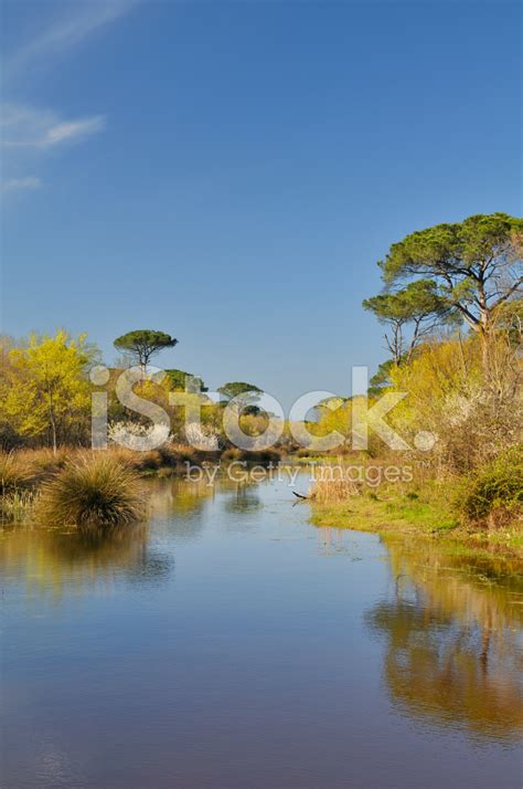 Po River Delta Park (Italy) Stock Photo | Royalty-Free | FreeImages