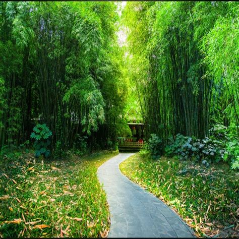 Foto Pemandangan Hutan Bambu