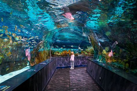 As 25 melhores ideias de Gatlinburg aquarium no Pinterest | férias em Tennessee, Gatlinburg TN e ...