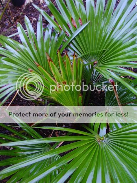 trachycarpus princeps bud rot - COLD HARDY PALMS - PalmTalk