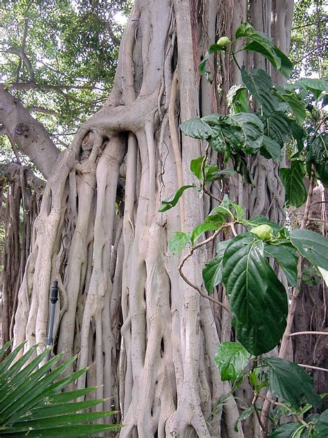 20 Seeds sacred Fig Tree Seeds ornamental Tropical Plant - Etsy