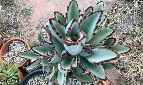 Panda Plant: How to Grow Kalanchoe Tomentosa- Epic Gardening