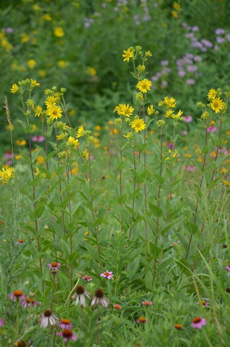 Silphium integrefolium (Rosin weed) - Wild Ones Root River Chapter ...