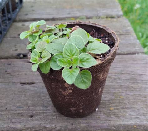 Oregano Seeds 3075 | OSC Seeds