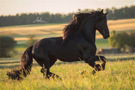 Pin by horse breeds martina fabrizi on friesian | Horse breeds, Friesian horse, Beautiful horses