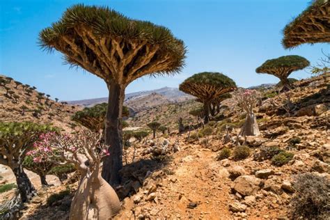 The Day I Met a Caveman on Socotra Island