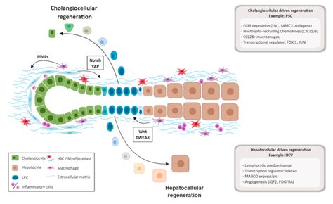 IJMS | Free Full-Text | Human Liver Regeneration: An Etiology Dependent Process