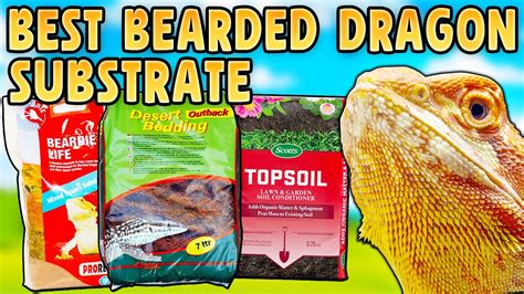 Bearded Dragon Substrate Guide! - YouTube