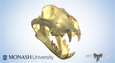 Teeth in 4D — Evans EvoMorph Lab