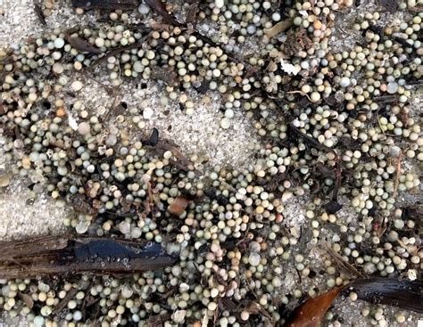 Giant horseshoe crab orgy on this N.J. beach is wild to see and science ...