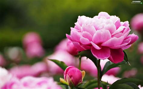 peony, Colourfull Flowers, bud - Flowers wallpapers: 1920x1200