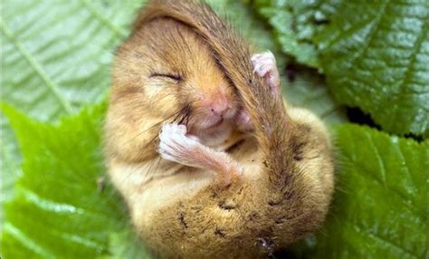 Facts about dormouse