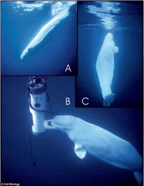 Beluga Whale Mimicked Human Speech For 30 Years | Beluga whale, Beluga, Whale