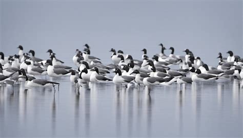 How barnacle geese adjust their migratory habits in the face of climate change