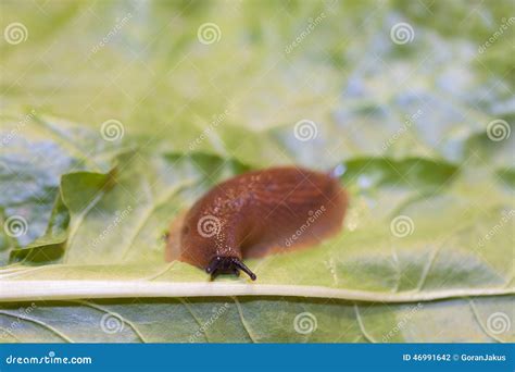 Slug on leaf stock photo. Image of outside, animal, field - 46991642