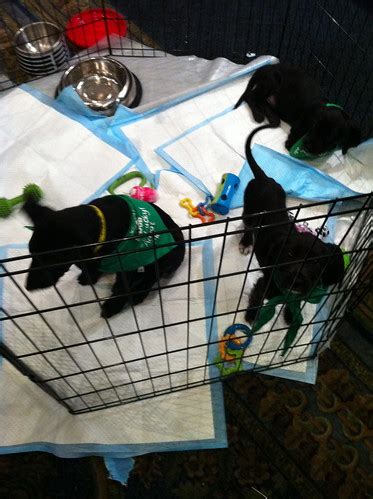 Adoptable puppies at the Royal Canin booth | Celeste Lindell | Flickr