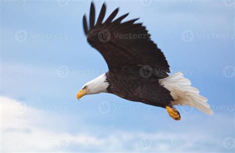 A close up of a flying Bald Eagle 722142 Stock Photo at Vecteezy