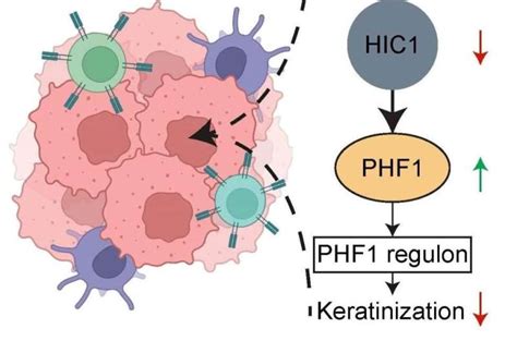 Uncovering cancer-immune system interactions could inform how patients ...