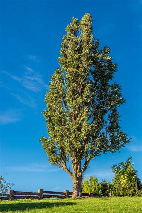 Tall Oak Tree with Snowy Limbs Stock Photo - Image of country ...