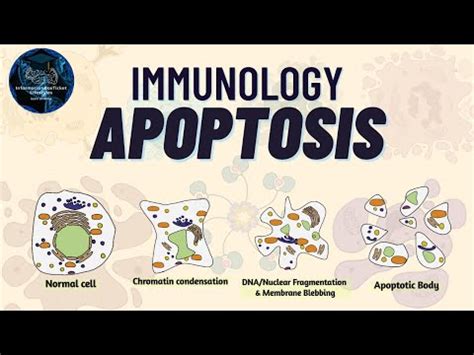 Apoptosis - Immunology Lectures - InformationBoxTicket