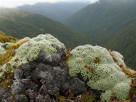 One of New Zealand's 600 species of alpine plants (which is approximately 20% of its flora), the ...