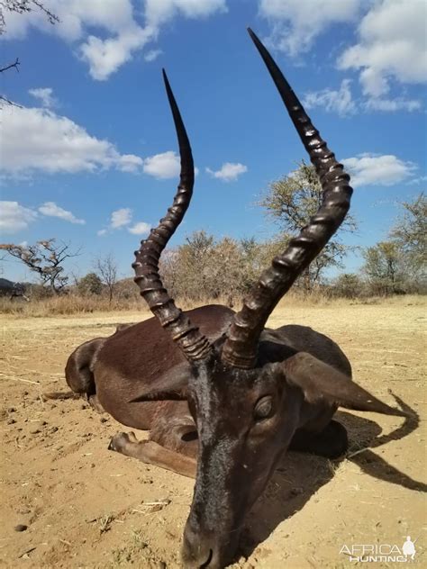 Black Impala Hunting | AfricaHunting.com