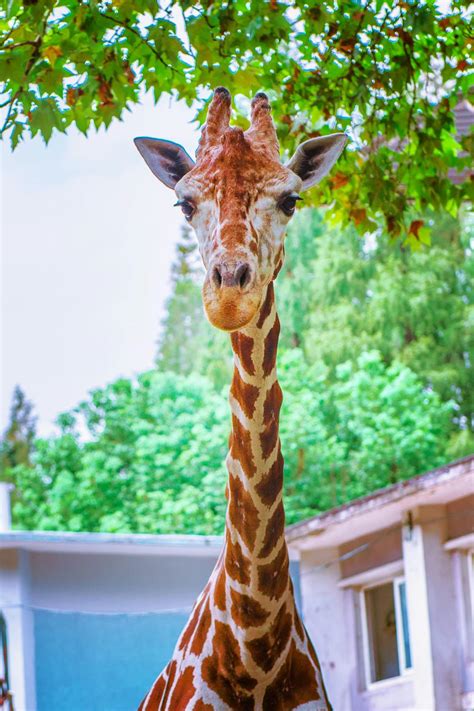 Brown Giraffe · Free Stock Photo