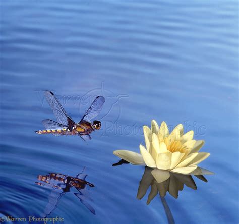 Libellula dragonfly and water lily photo WP05794