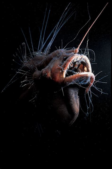 The Creepy Anglerfish Comes to Light. (Just Don’t Get Too Close.) (Published 2019) | Angler fish ...