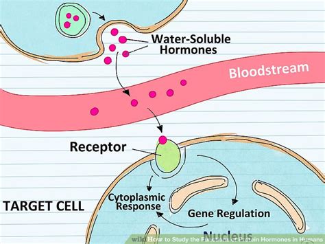 How to Study the Functions of Protein Hormones in Humans: 11 Steps