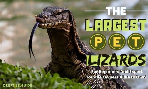 8 Big Lizard Pets You'll Be Dying to Own (Beginner Friendly)