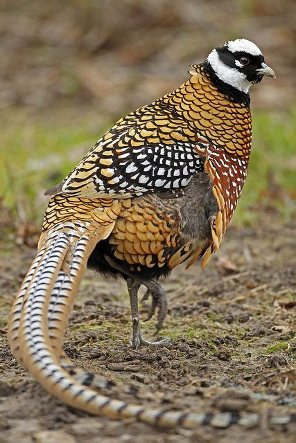 34 best Pheasants: Syrmaticus - Long-tailed Pheasant images on ...