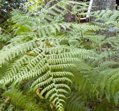 Bracken fern identification and control | Walter Reeves: The Georgia Gardener