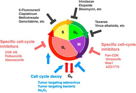 FUCCI Real-Time Cell-Cycle Imaging as a Guide for Designing Improved ...