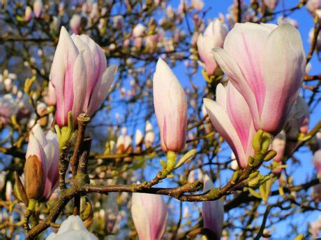 Gratis afbeelding: boom, Tuin, bloem, tak, natuur, Magnolia, bloesem, Bloom