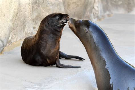 Brookfield Zoo welcomes 2 California sea lion pups | abc7news.com