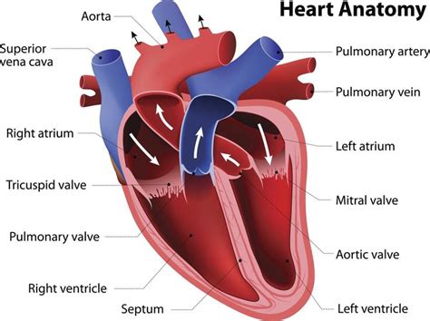 Anatomy of the Human Heart (With images) | Heart anatomy, Cardiac ...