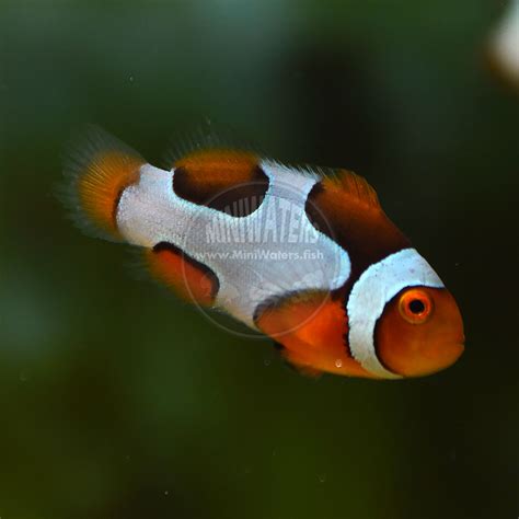 Amphiprion percula "Picasso" Percula Clownfish, Premium Grade - Shop MiniWaters.FISH - Online ...