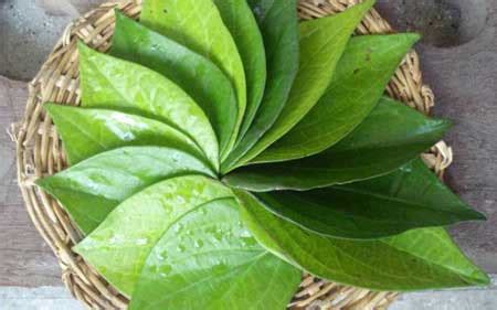 6 Home Remedies to Treat Paronychia - Home Health Beauty Tips