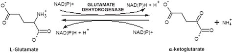 reaction catalyzed by glutamate dehydrogenase. | Download Scientific ...