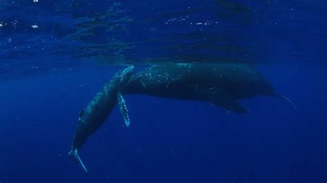 Swimming with humpback whales in the South Pacific Ocean near Tonga ...