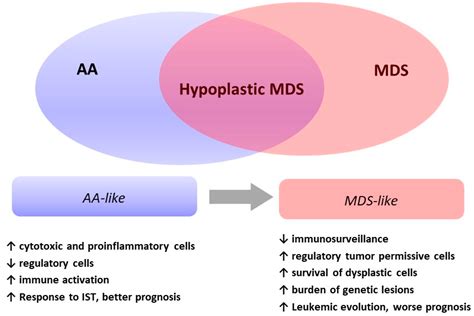 aplastic anemia life expectancy in elderly - Brandie Wynn