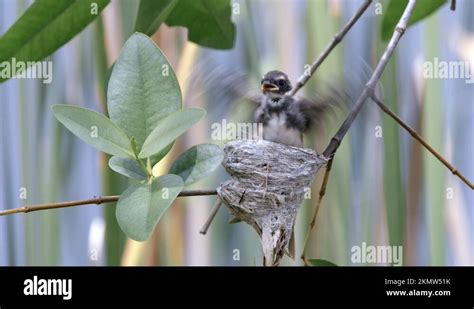 Bird fledging Stock Videos & Footage - HD and 4K Video Clips - Alamy