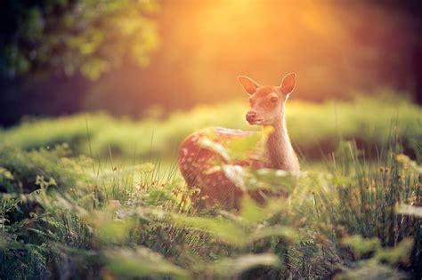 Online crop | HD wallpaper: Cute Baby Deer, Animals, animal themes ...