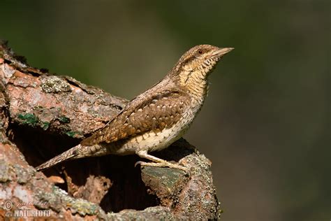 Eurasian Wryneck Photos, Eurasian Wryneck Images, Nature Wildlife Pictures | NaturePhoto