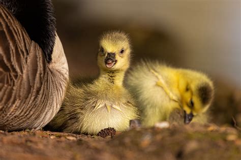 Gosling Goose Chick - Free photo on Pixabay - Pixabay