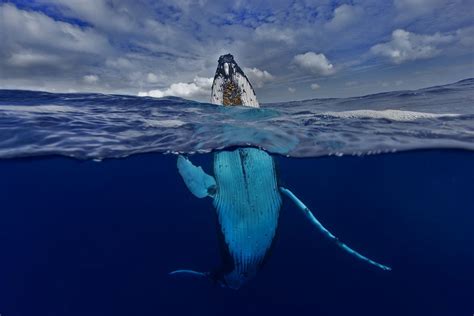 whales | Humpback whale pictures, Humpback whale, Humpback whale facts